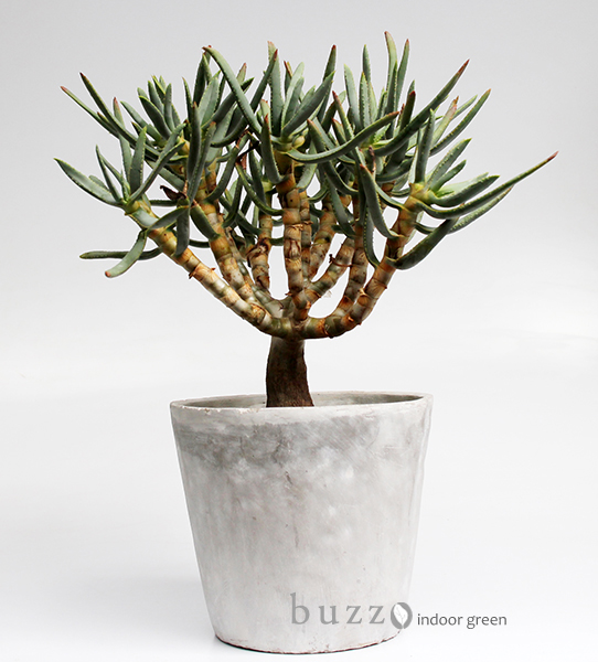 アロエ　ラモシシマ アロエ ラモシシマ｜buzz